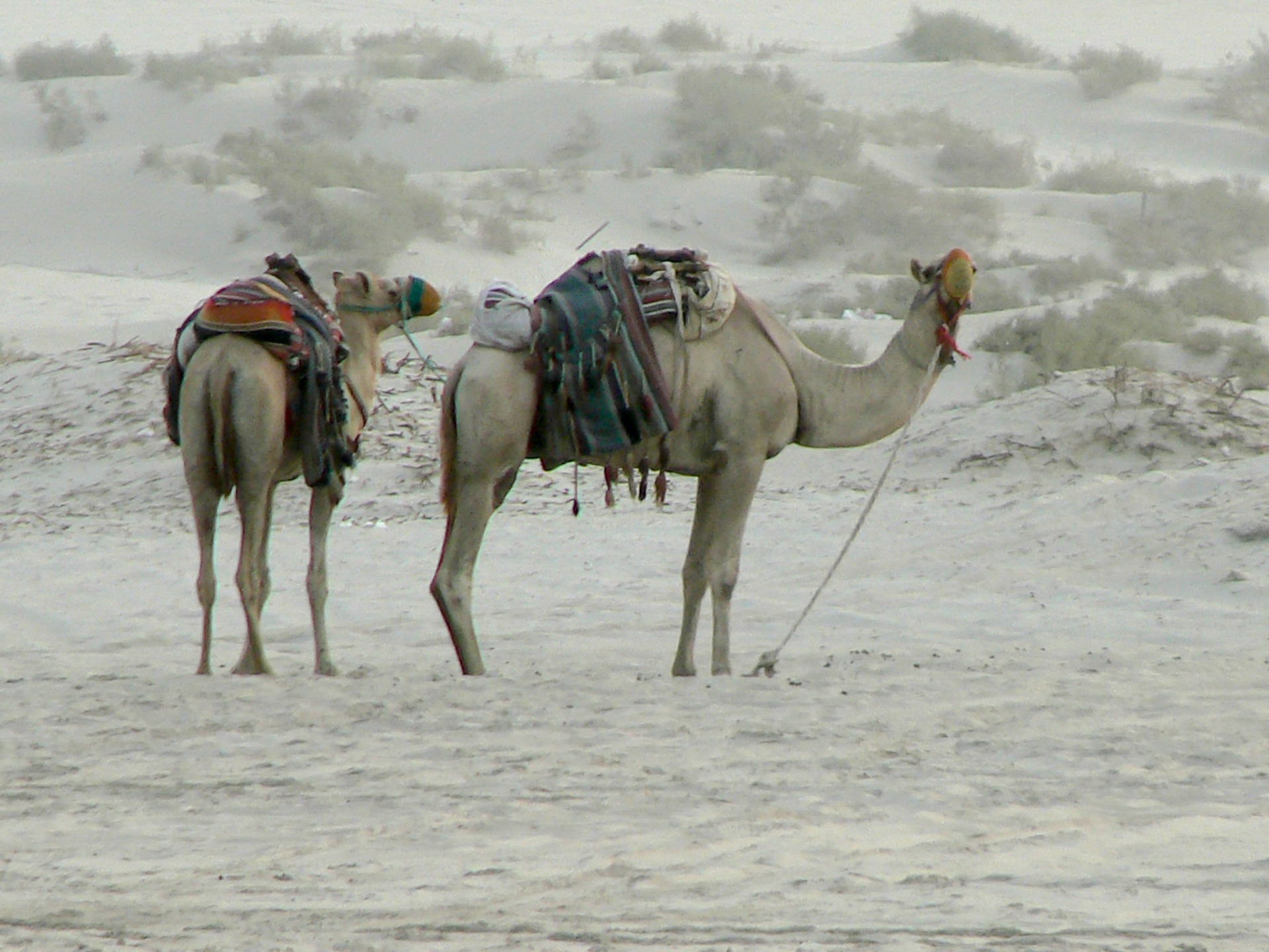 P1050441 Camels