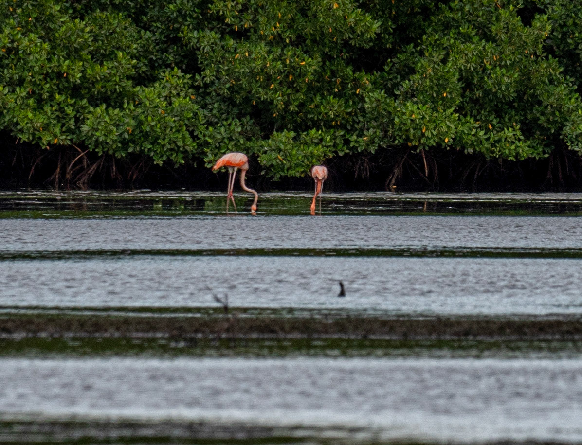 P1054388 Caroni Bird Santuary