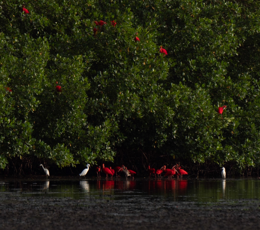 P1054500 Caroni Bird Santuary