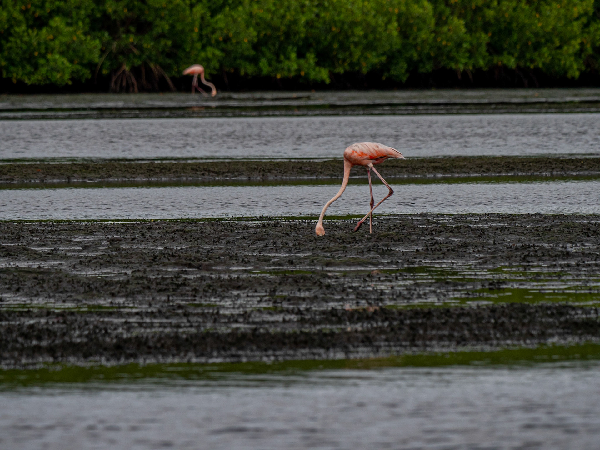 P1054389 Caroni Bird Santuary