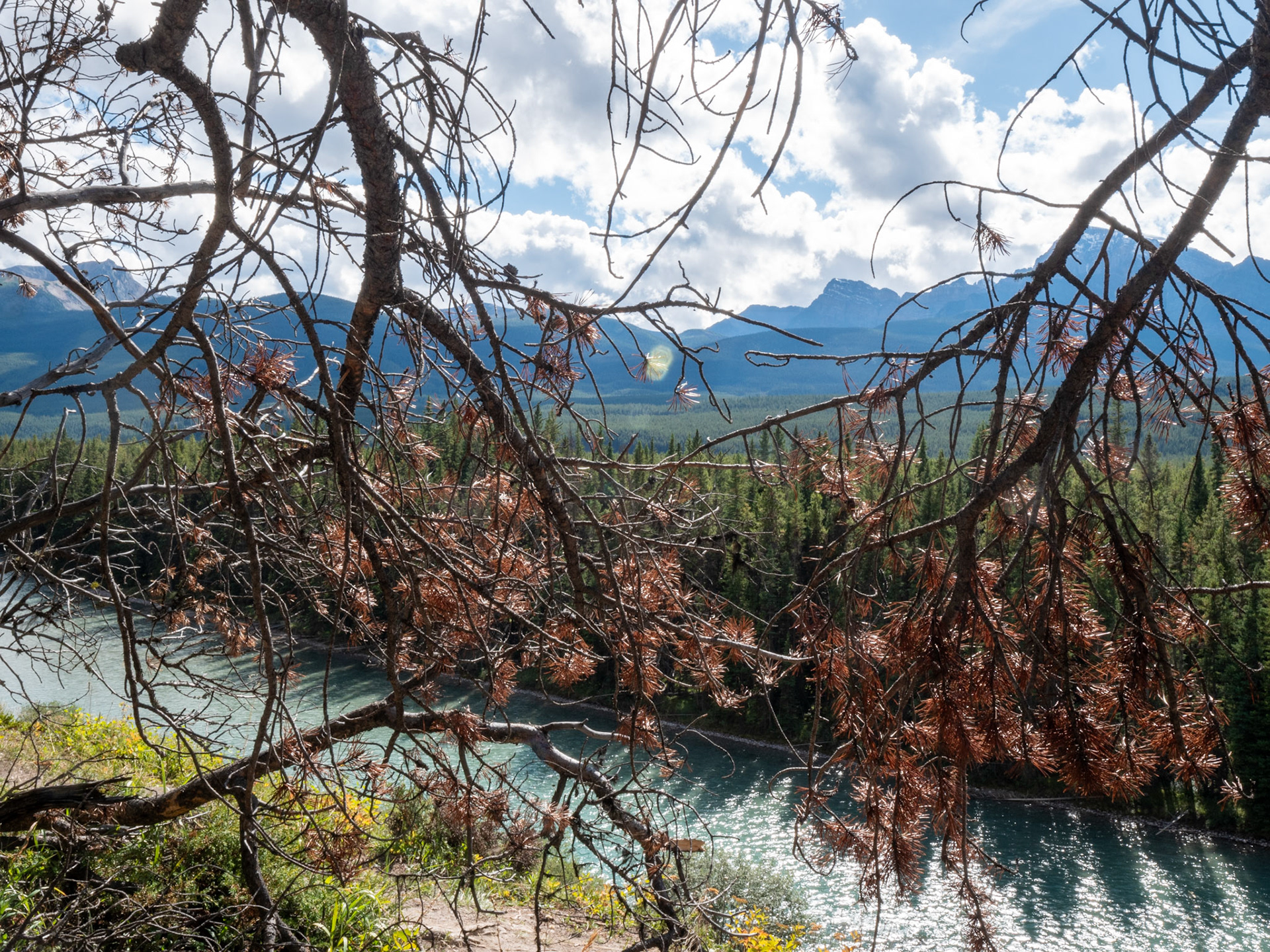 View of Bow River from Bow Valley Parkway