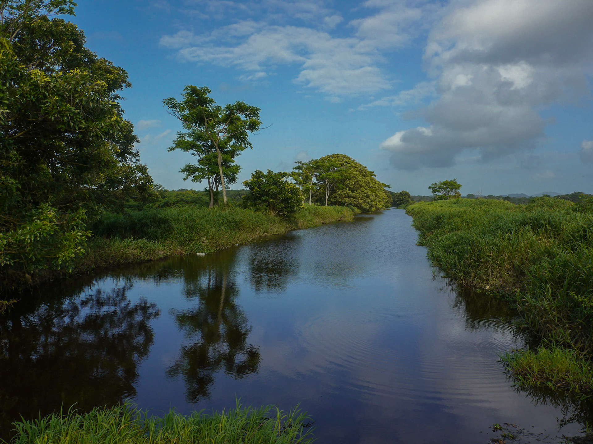 P1050083 Nariva Swamp