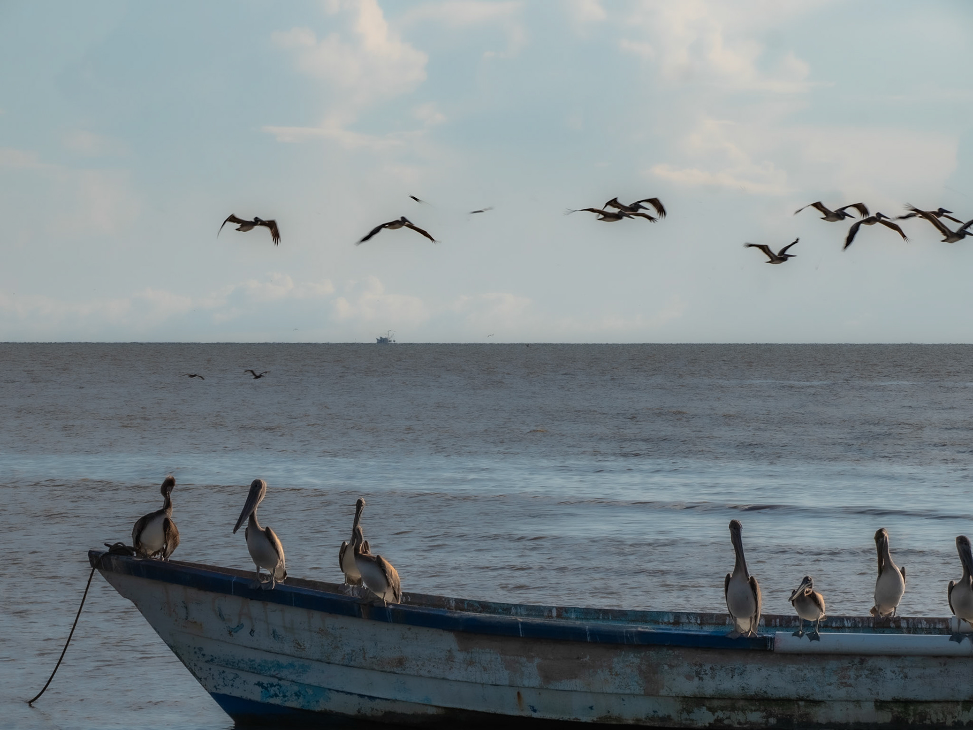 P1067323 Pelicans