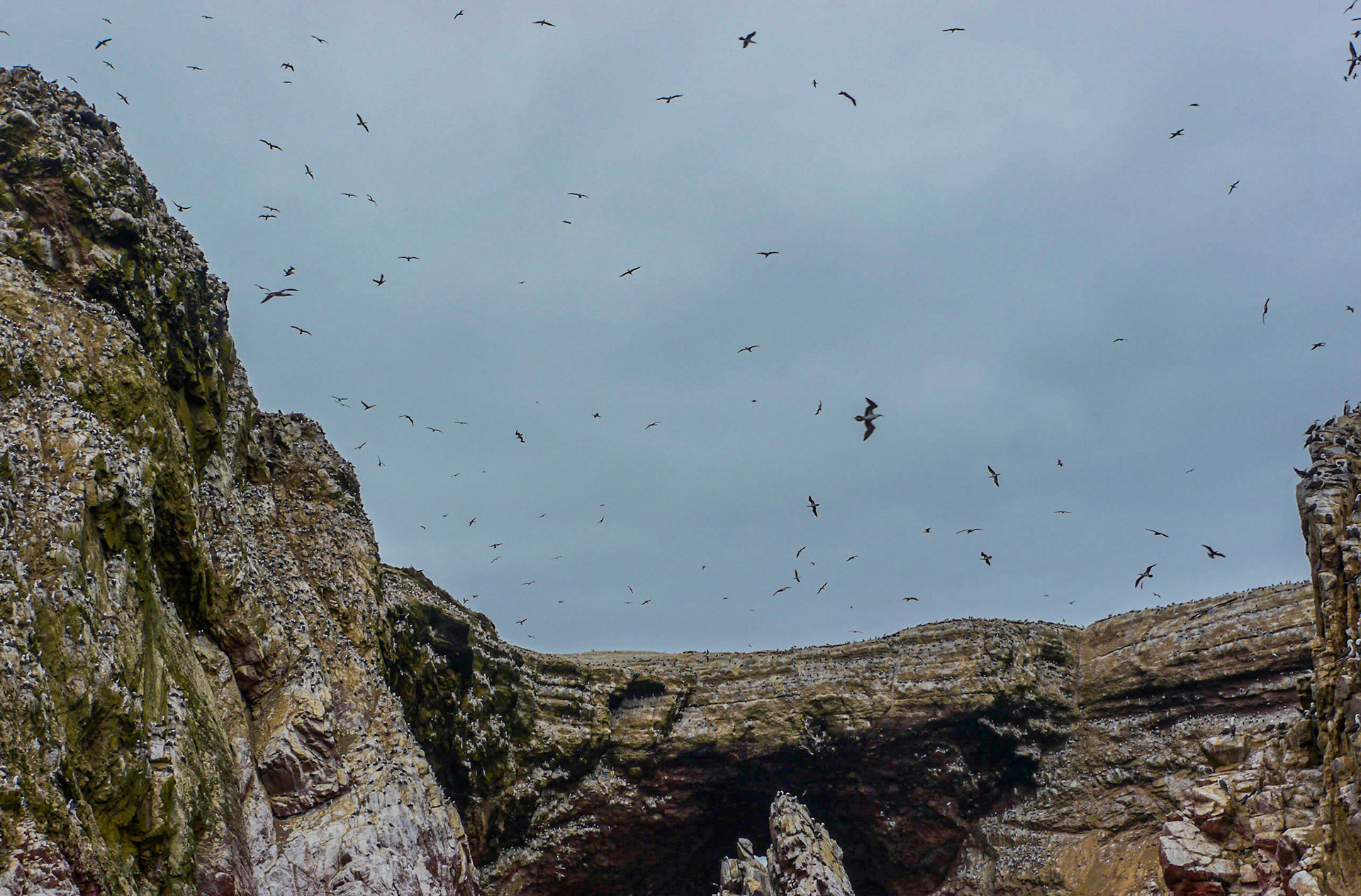 P1090677 Ballestas Islands