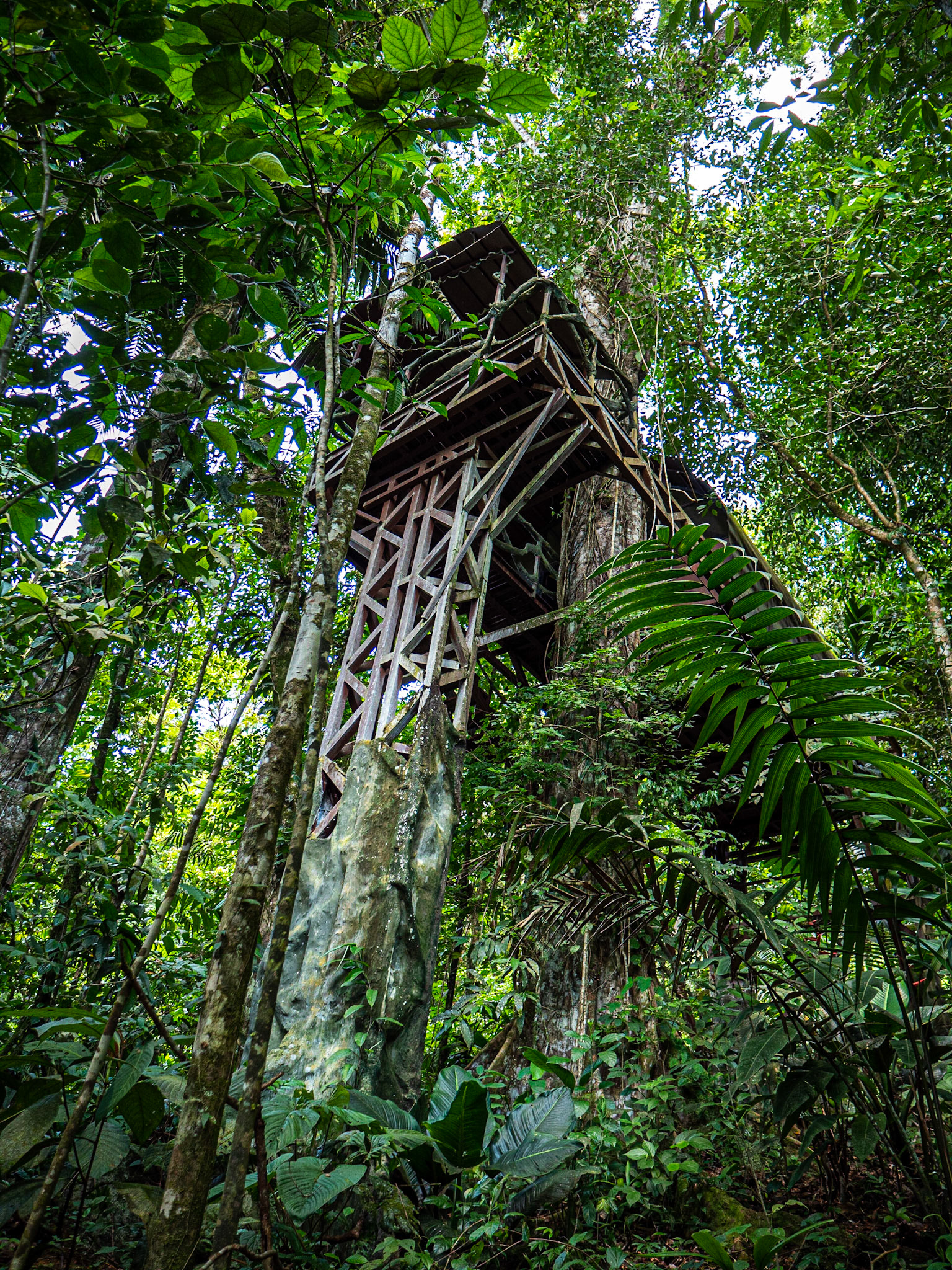 P1014711 Fortuna, San Carlos Maquenque - Tree House