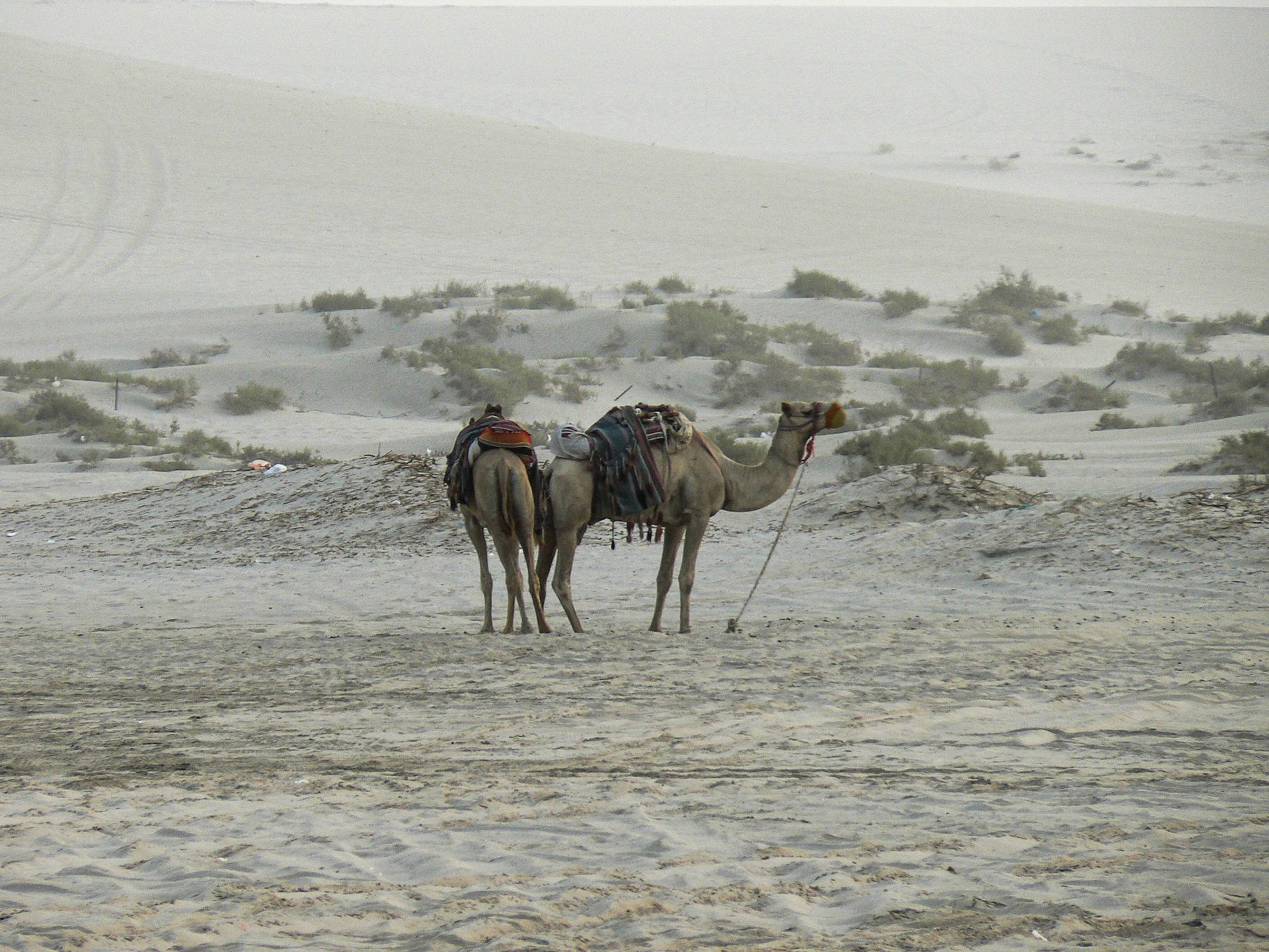 P1050437 Camels