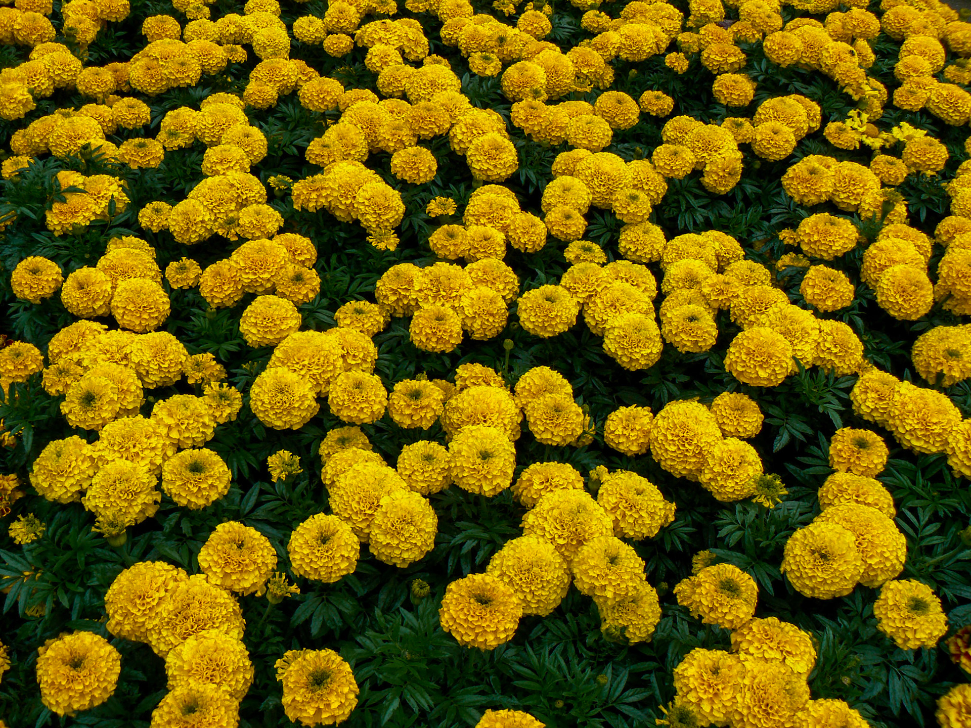 P1010748 Victoria Garden