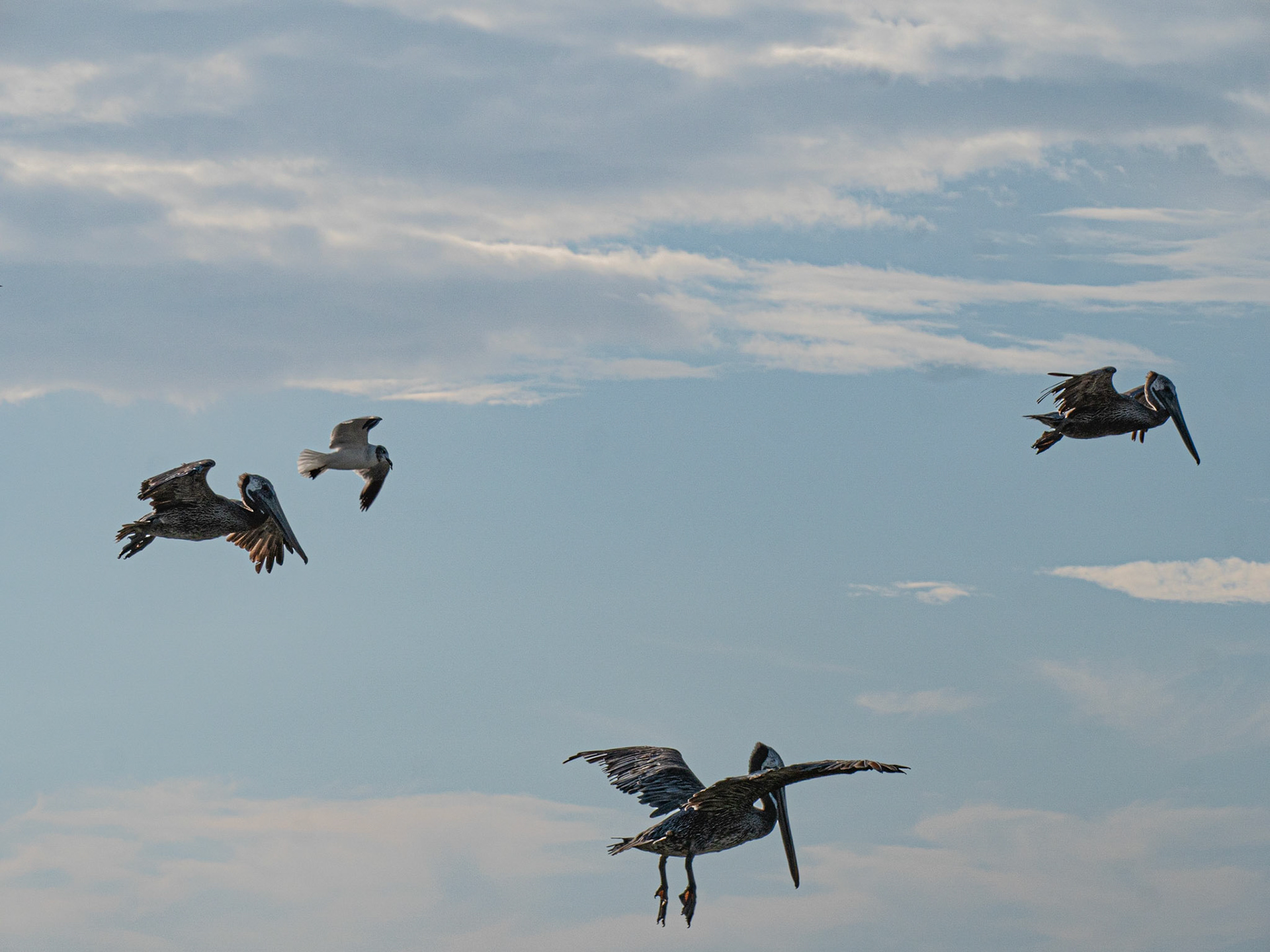 P1067429 Pelicans in full flight