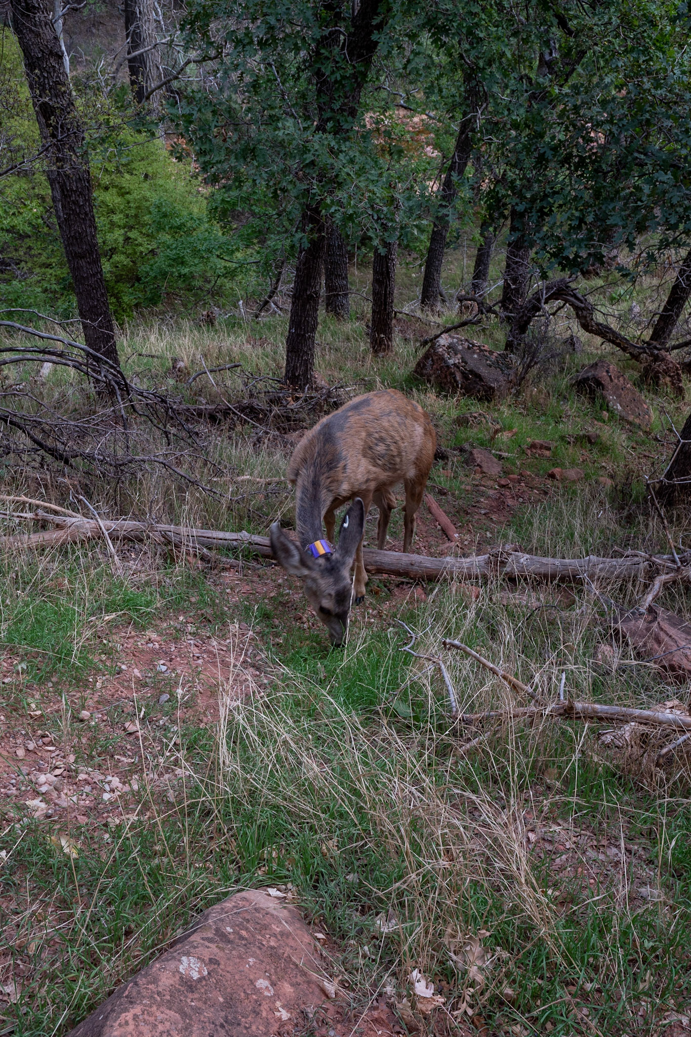 P1072903 Deer with tracking collar came up real close