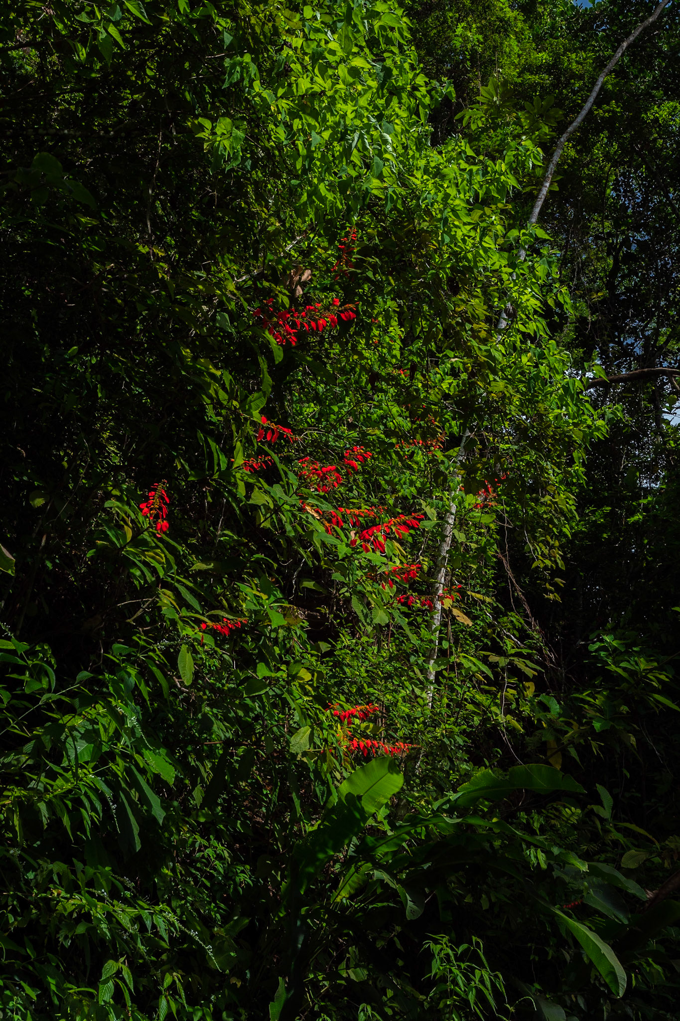 P1072231 Chaconia Flowers
