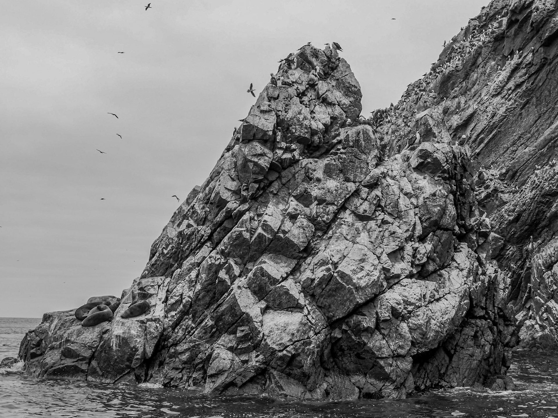 P1090642 Ballestas Islands