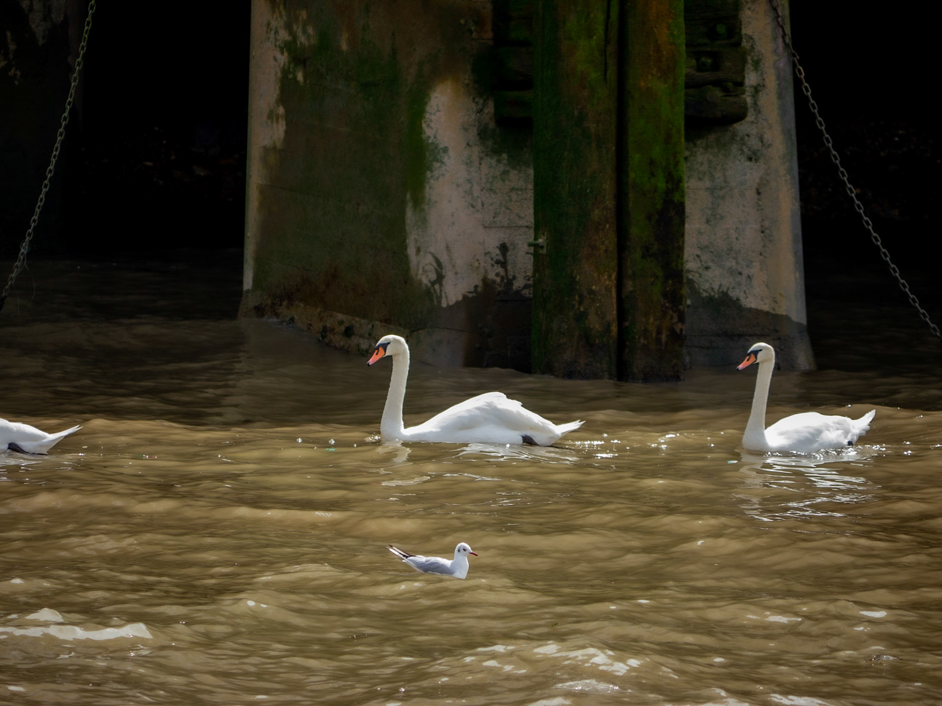 P1170057 Boatride on the River Thames - Swans