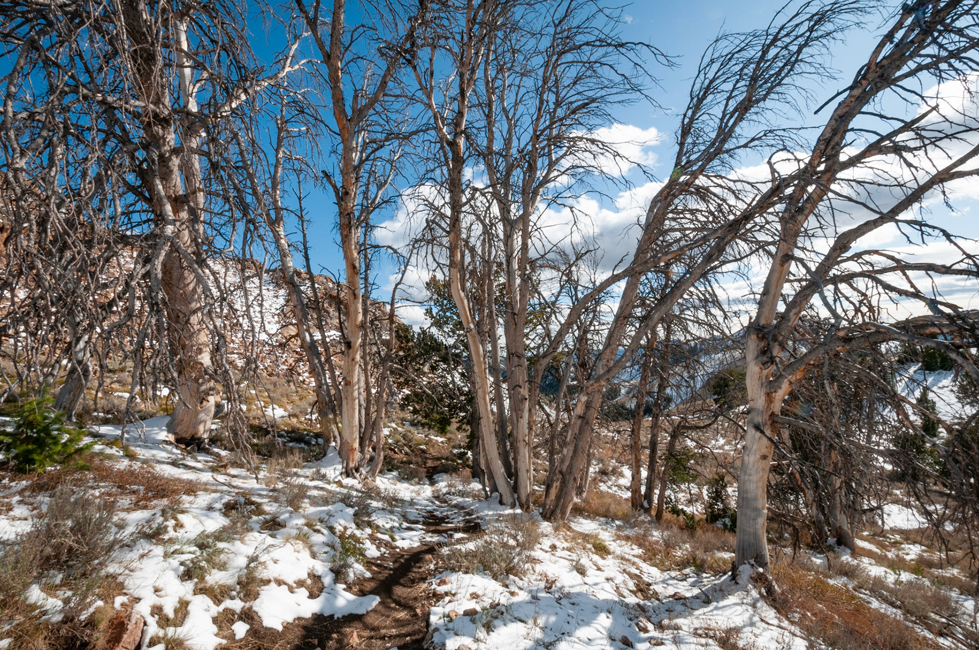 Trail through the trees