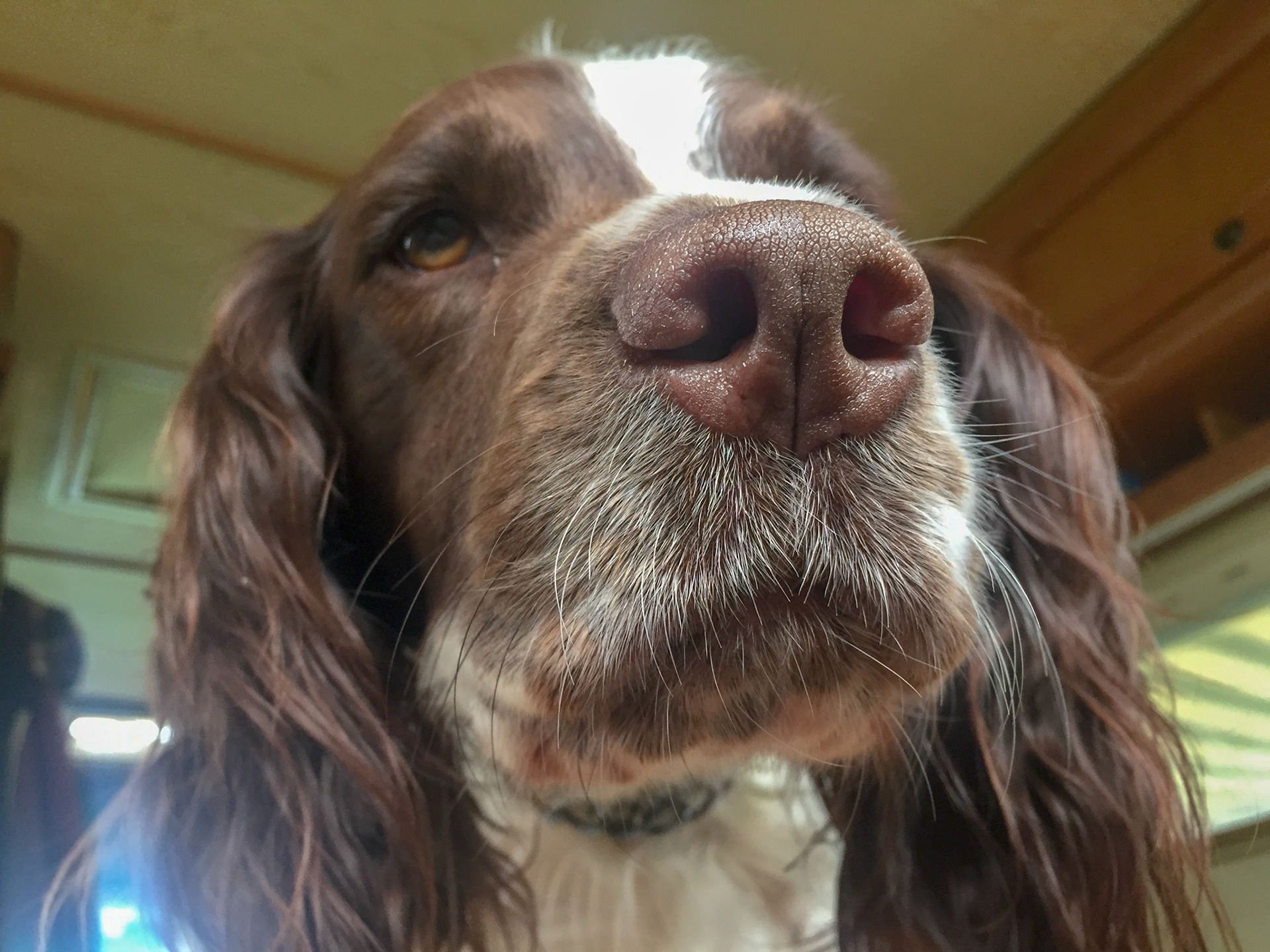 Austin A30-A35 Rally 2015 (Wortley)