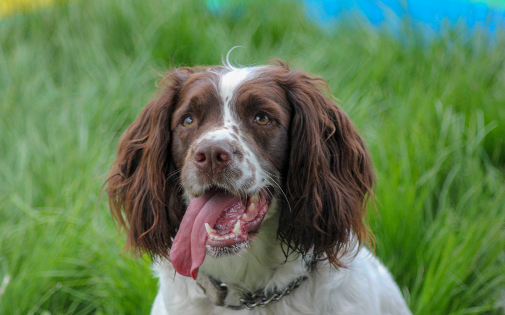 Rosie our Springer Spaniel at the Austin A30-A35 International Rally in Sheffield