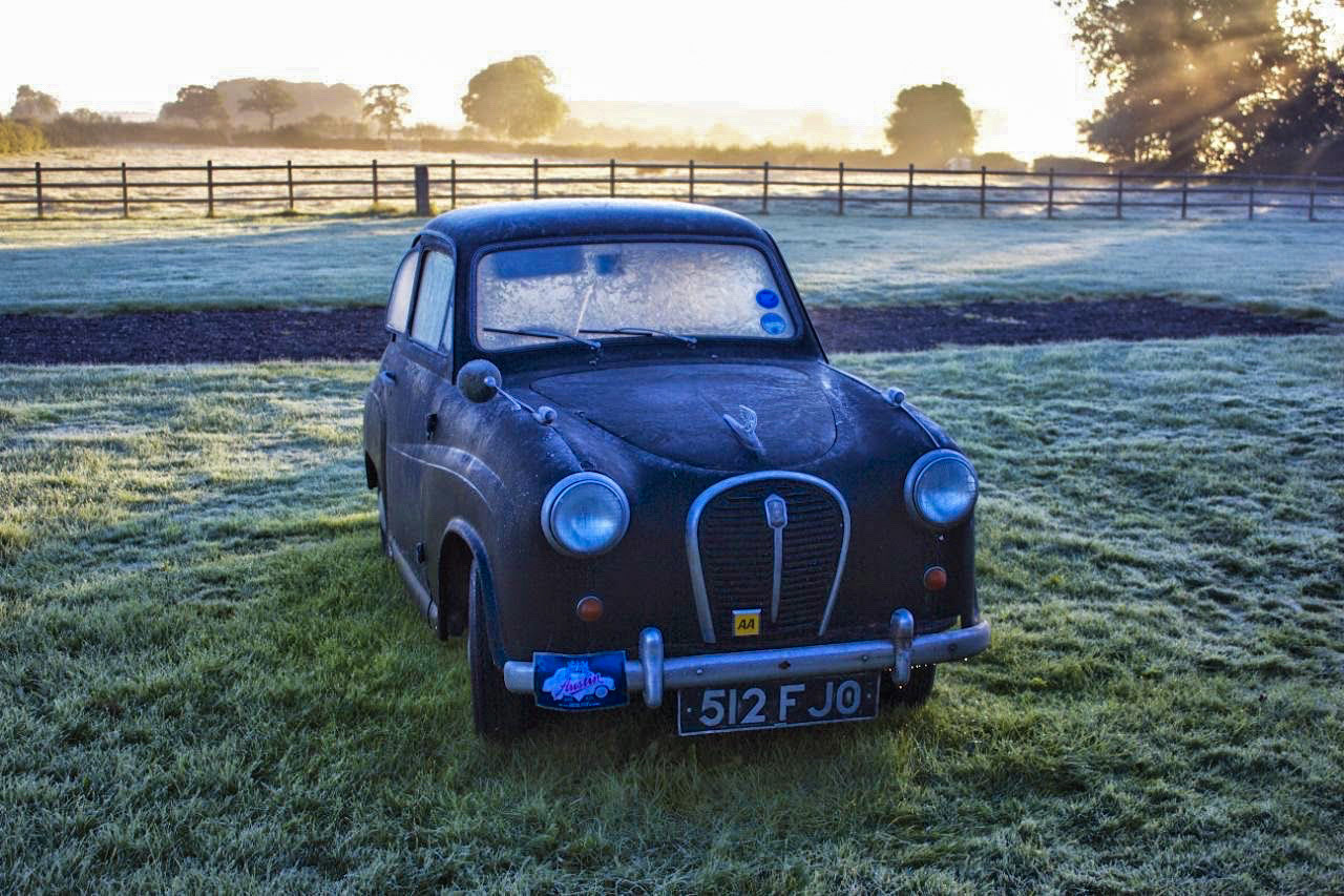 Percy on a frosty morning