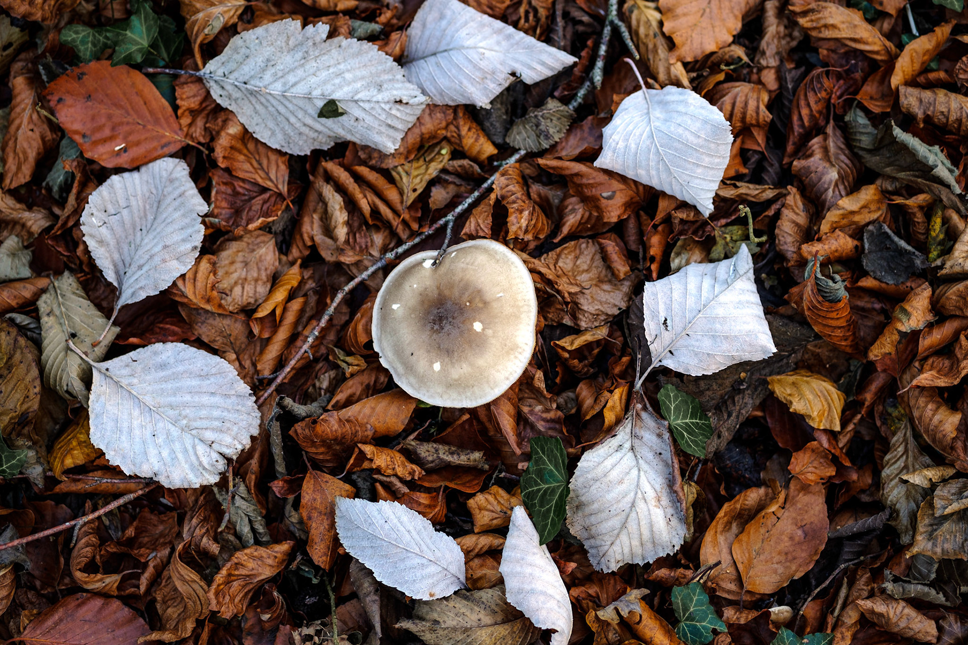 Part of a faerie ring, located on the Welsh side of the Wye Valley.