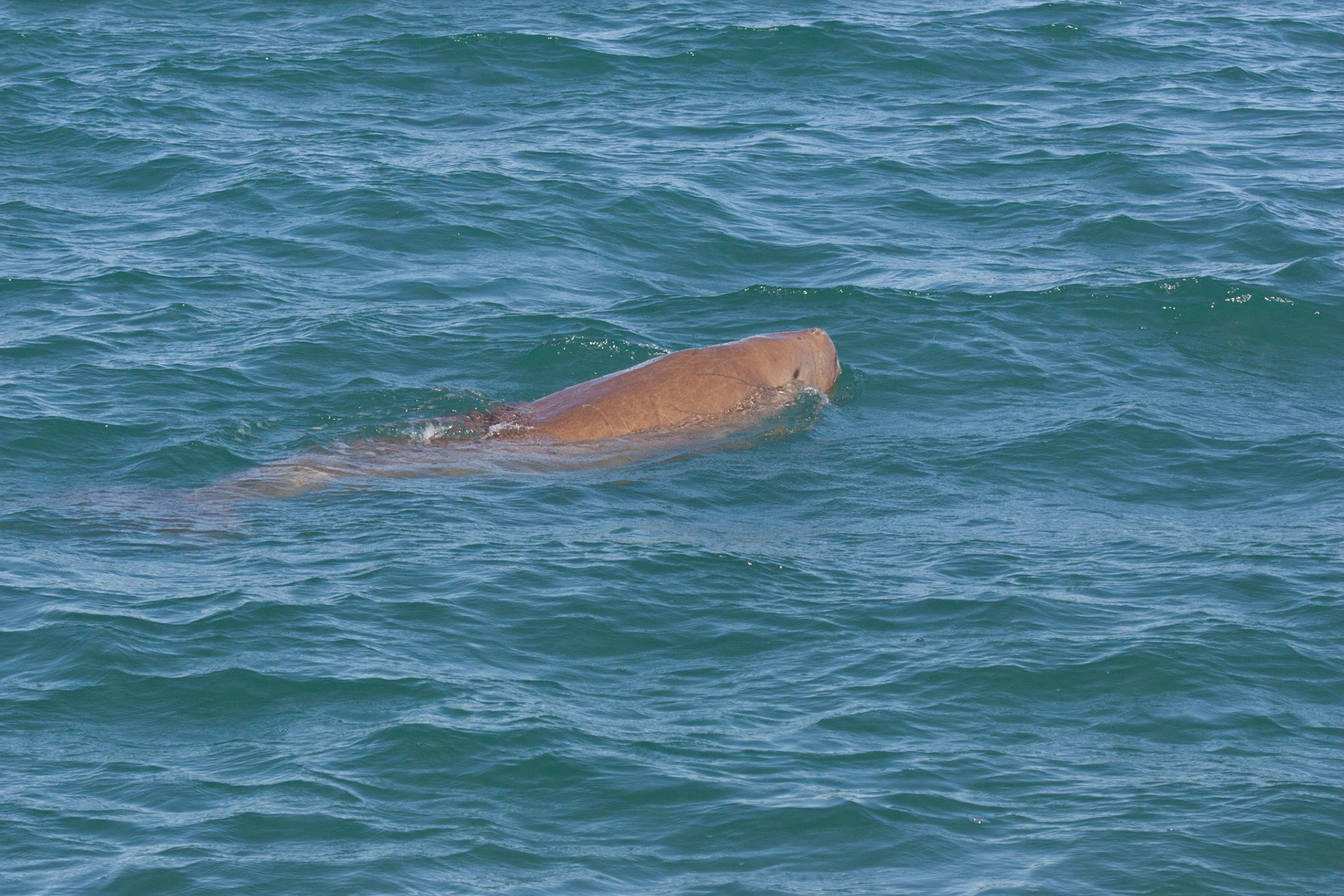 Dugong