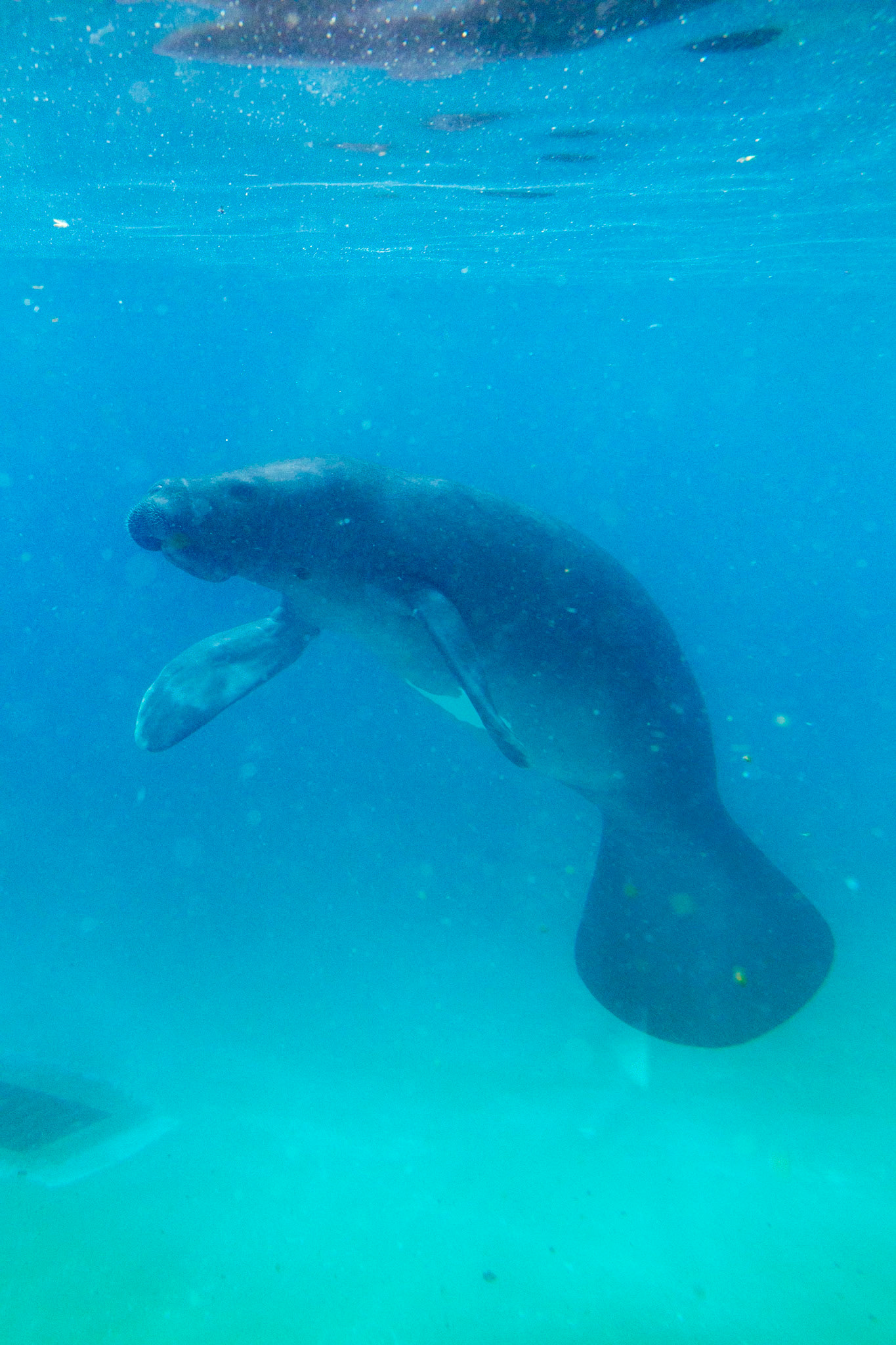 Amazonian Manatee