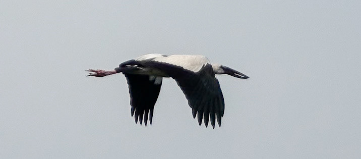Prek Toal Bird Sanctuary