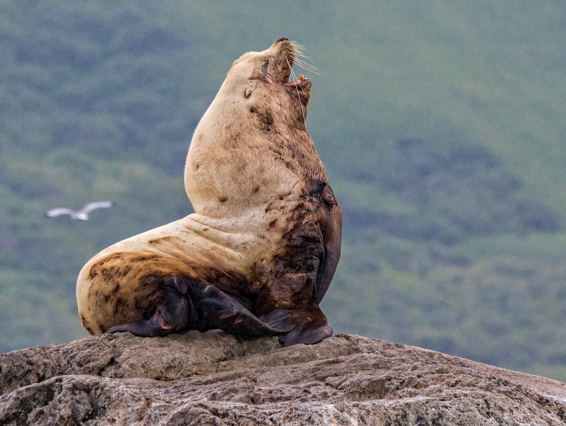 Welcome to Ritz Holman CPA's!