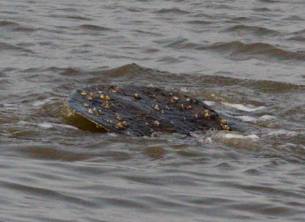African Manatee