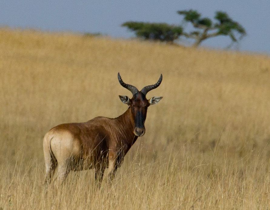 Swayne's Hartebeest