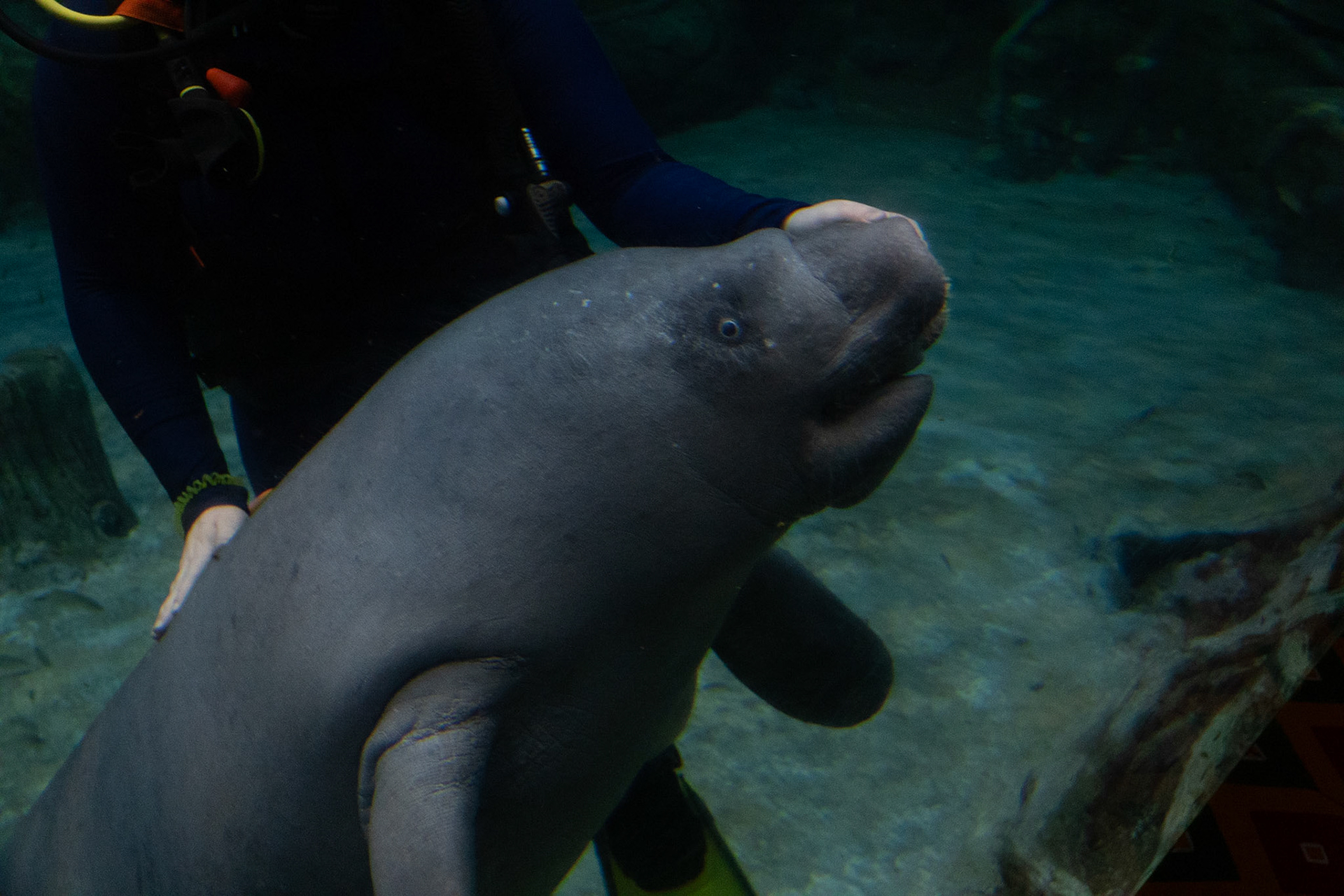 African Manatee