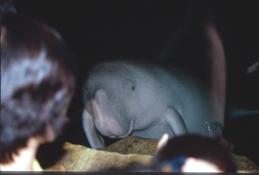 Dugong