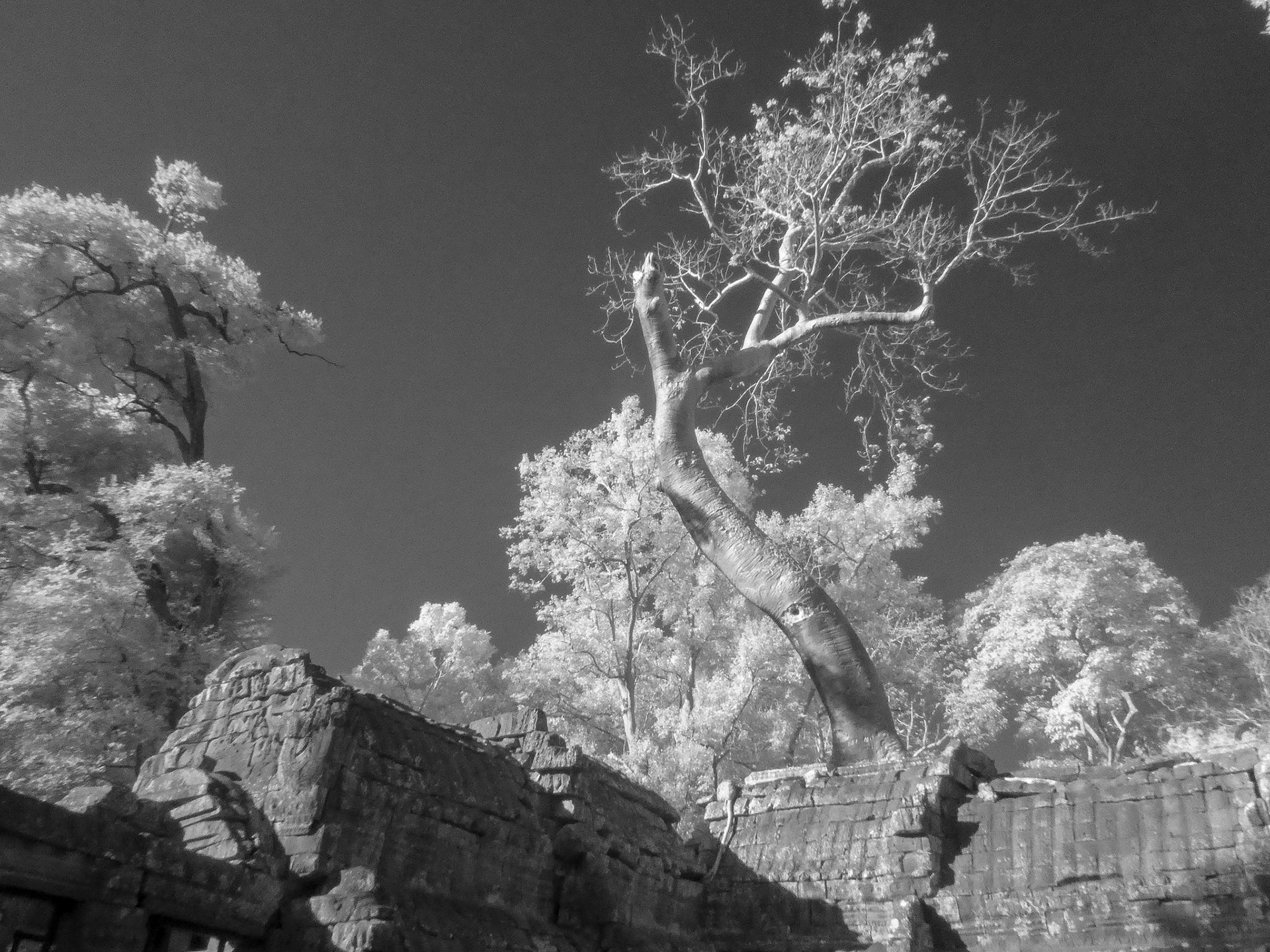 Ta Prohm