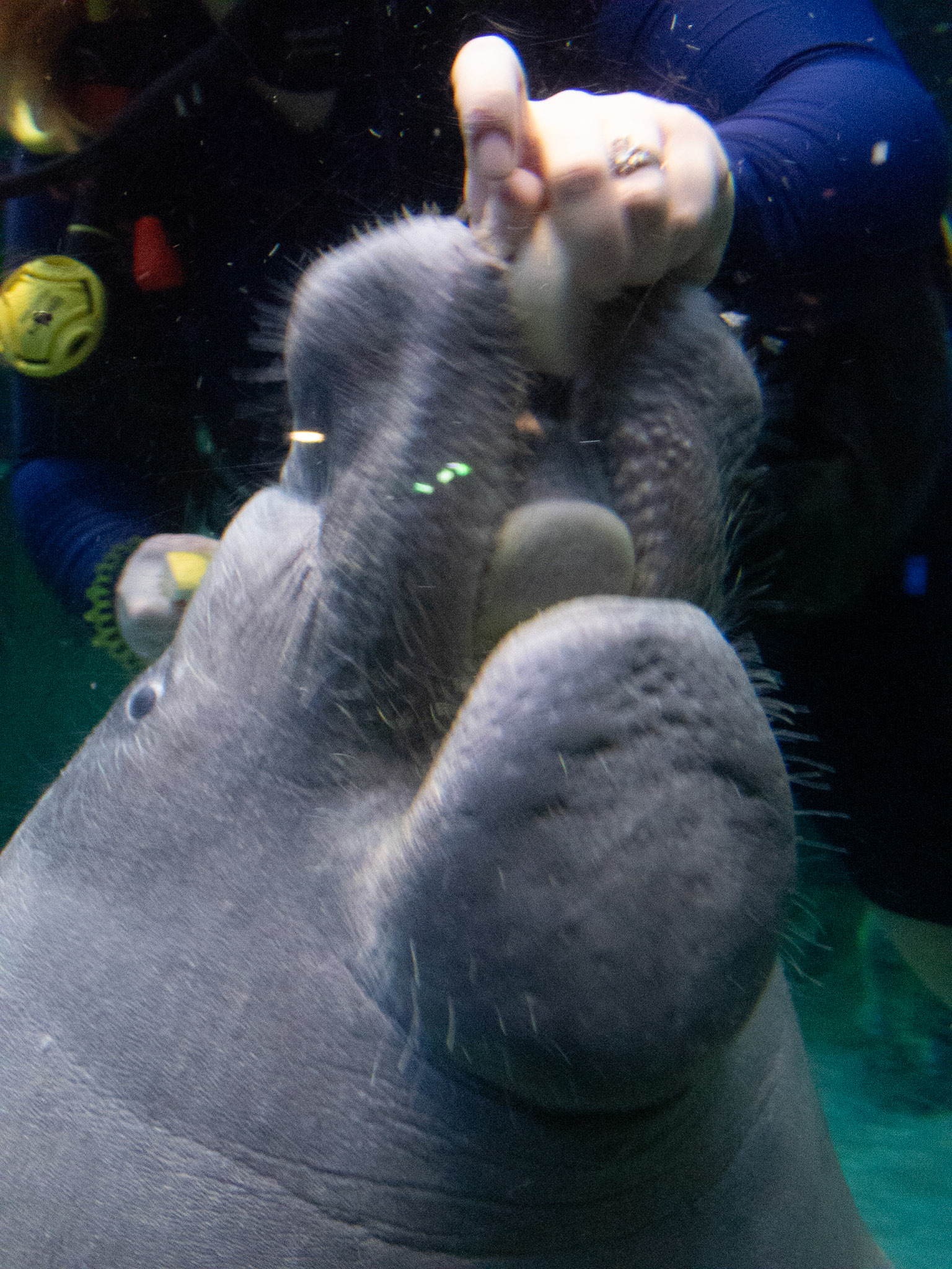 African Manatee