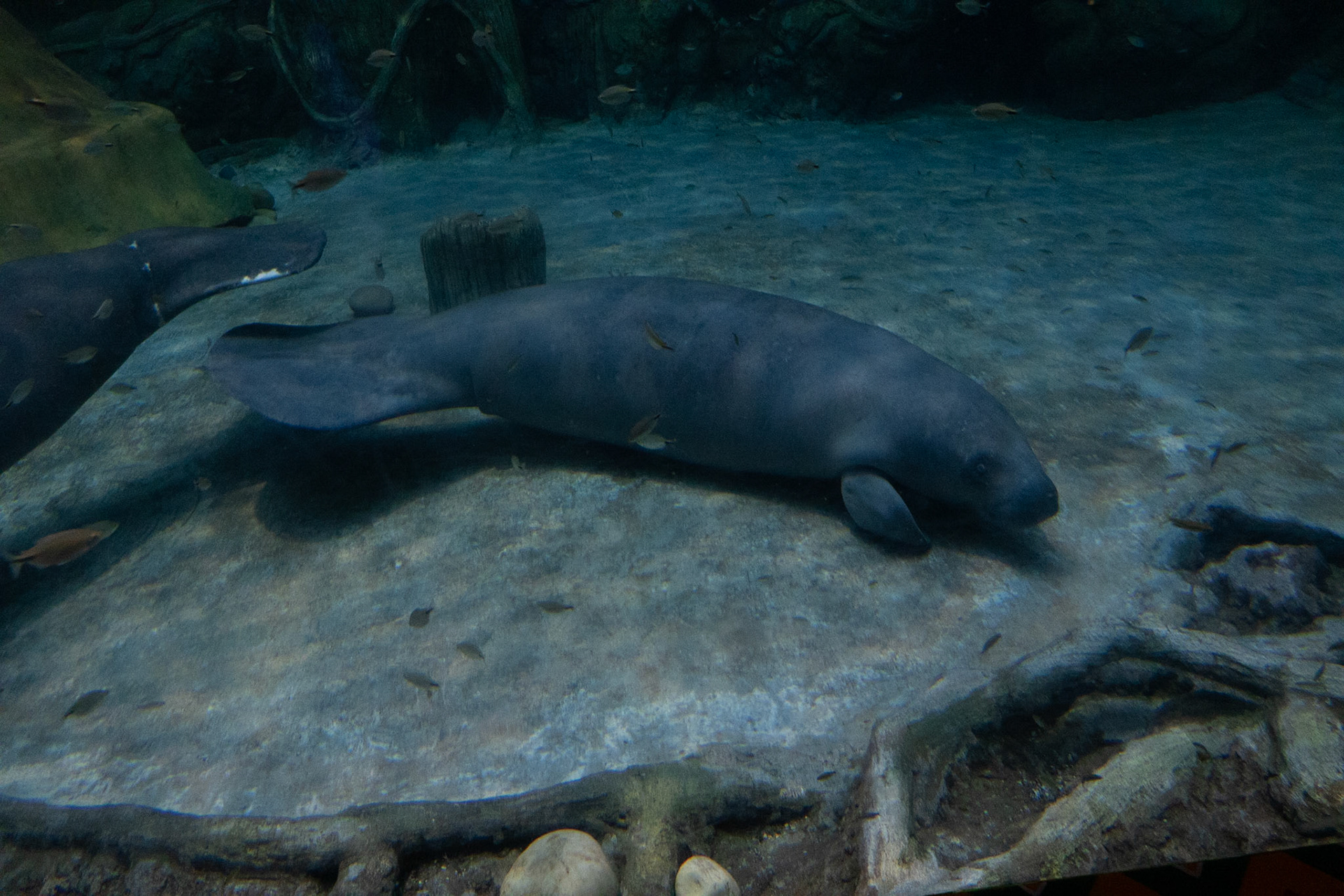 African Manatee