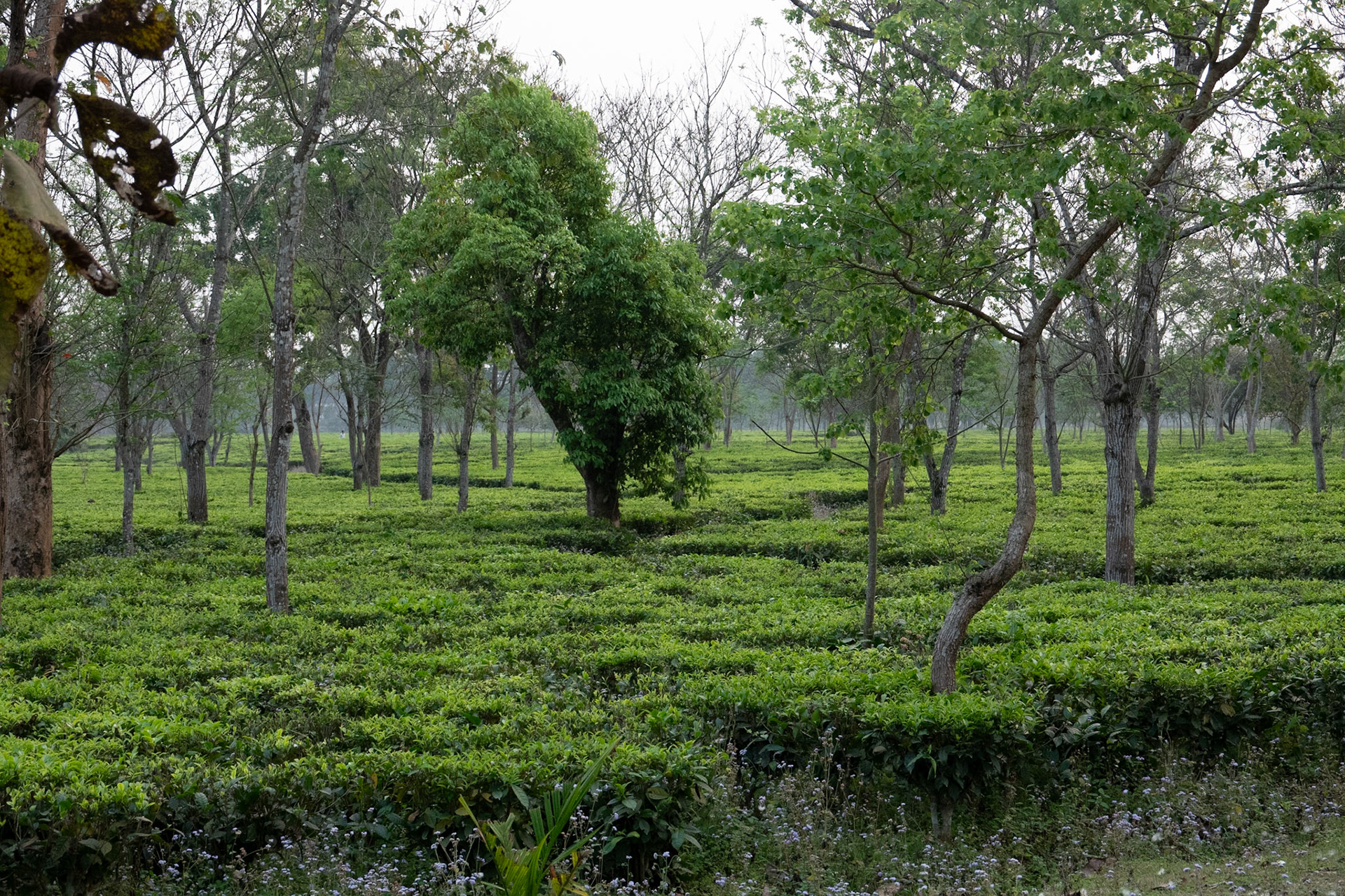 Across from Manas National Park
