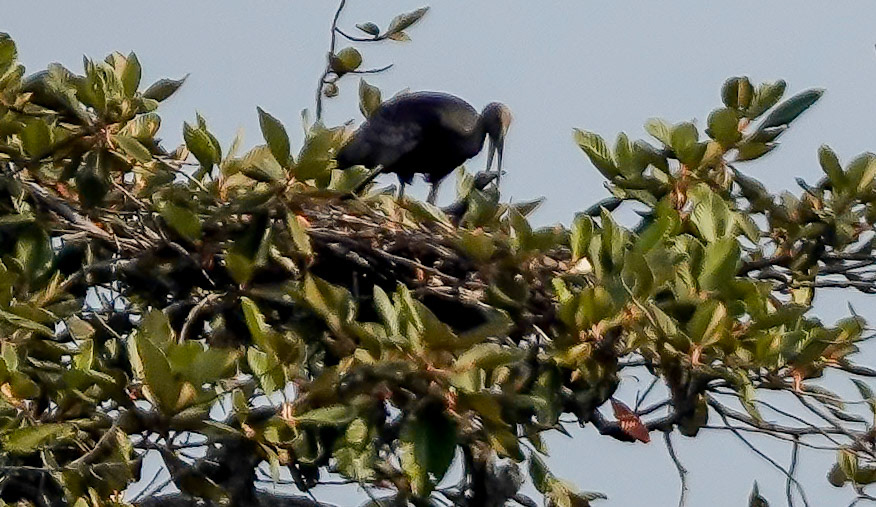 Giant Ibis-endangered