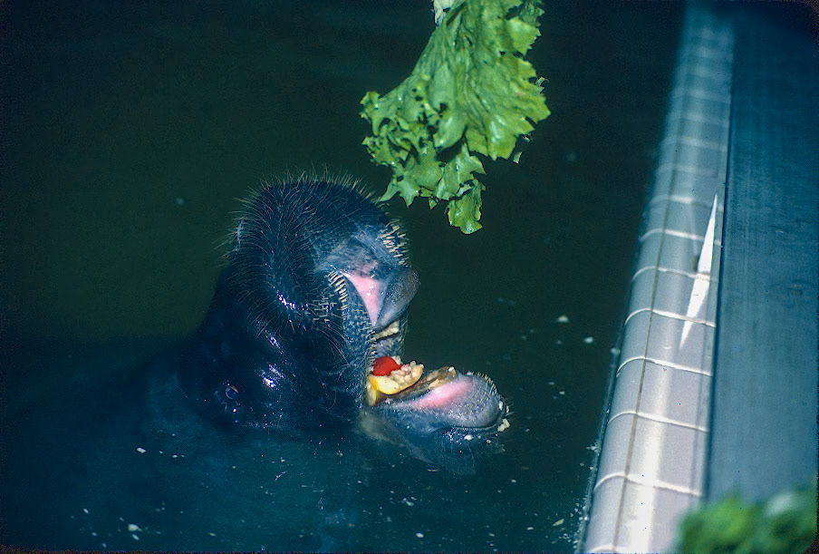 West Indian Manatee
