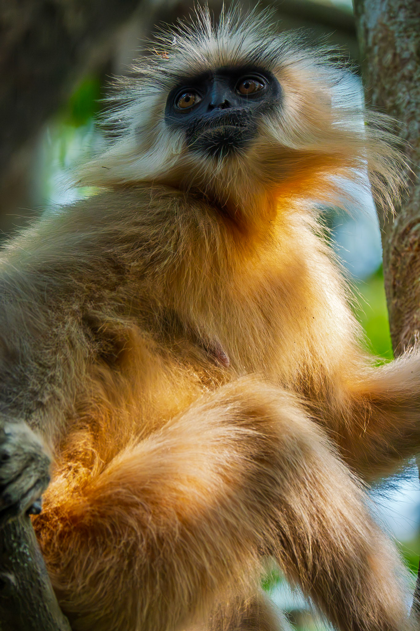 Golden Langur