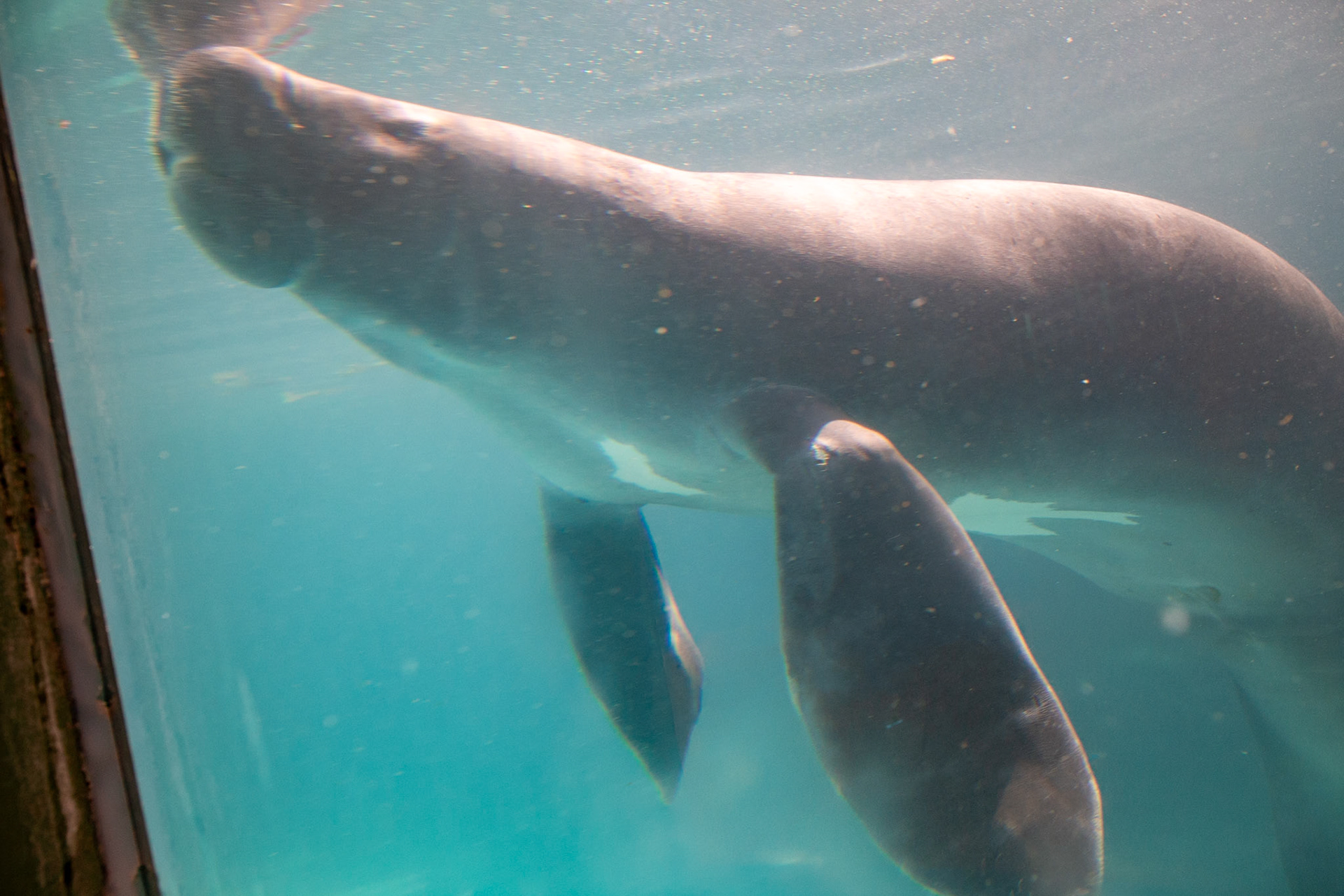 Amazonian Manatee