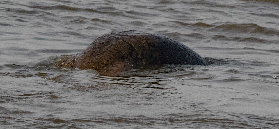 African Manatee