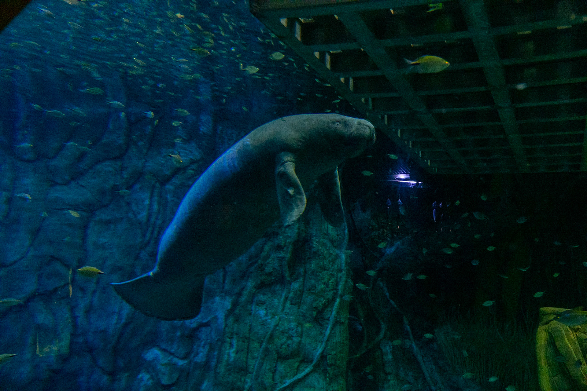 African Manatee