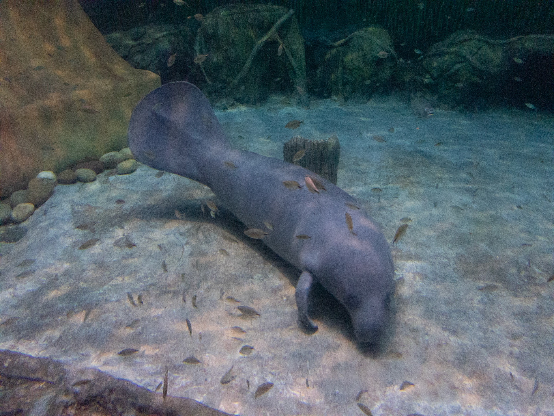 African Manatee