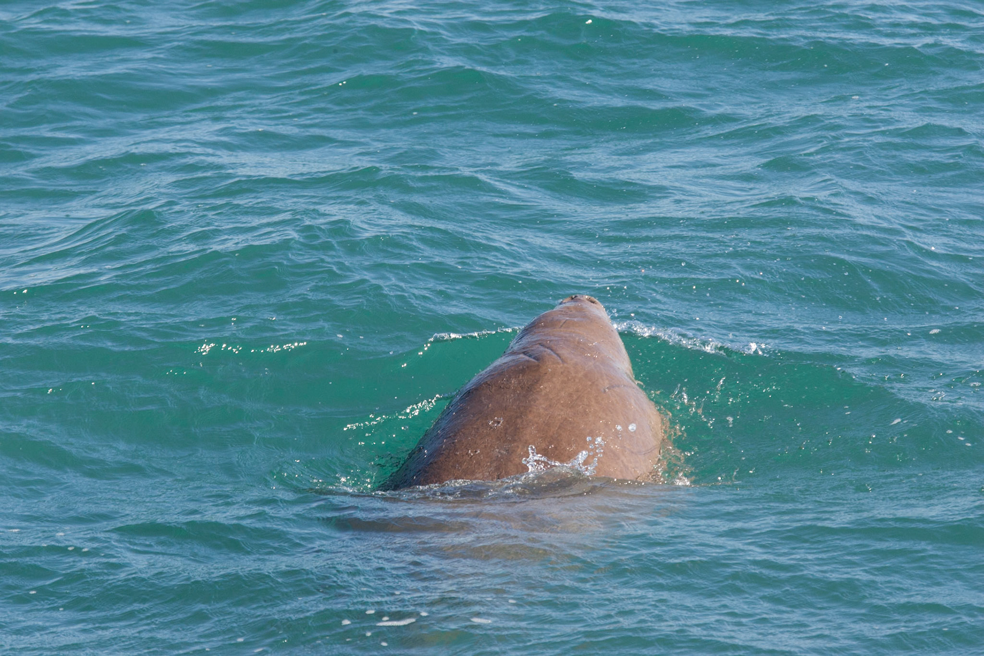 Dugong