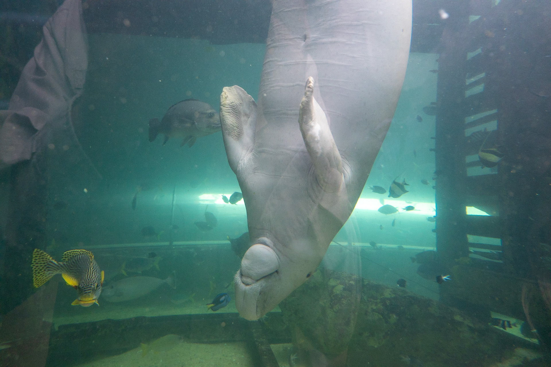 Dugong