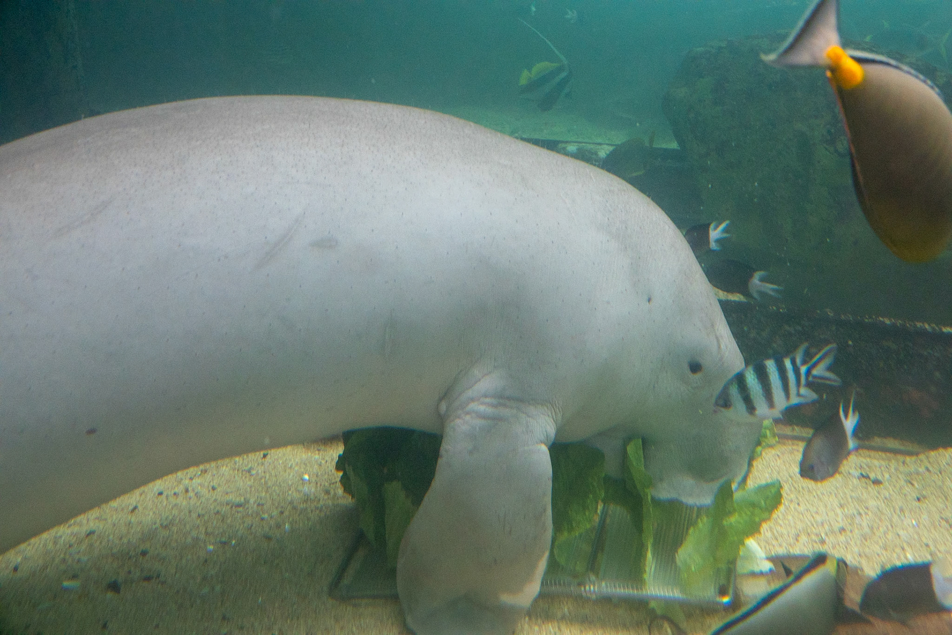 Dugong