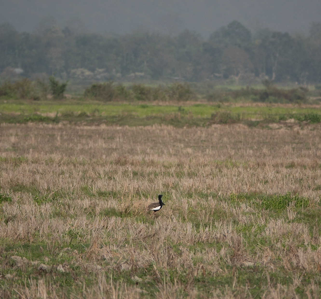 Bengal Florican