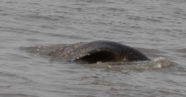 African Manatee