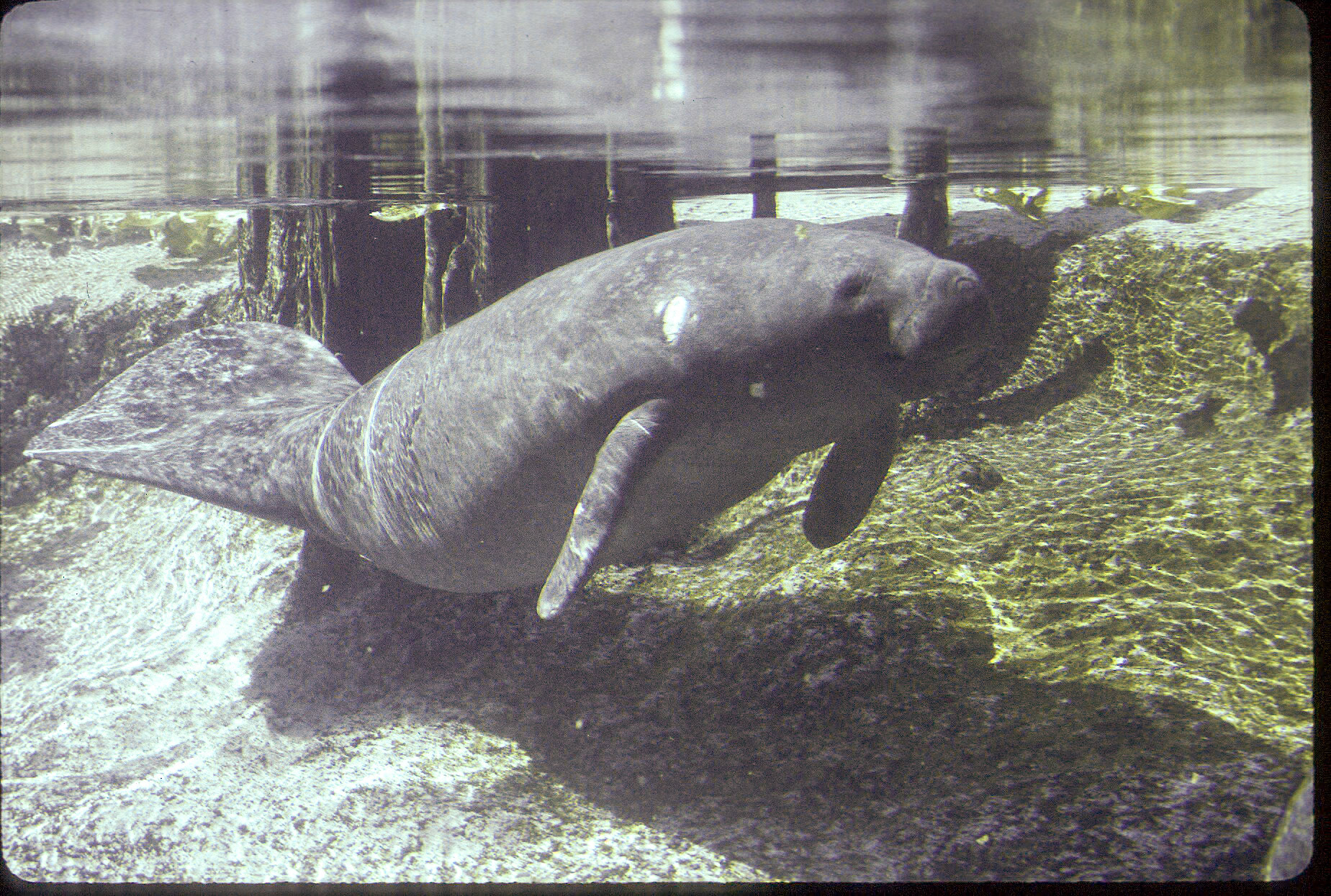 West Indian Manatee