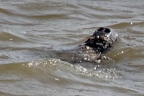African Manatee