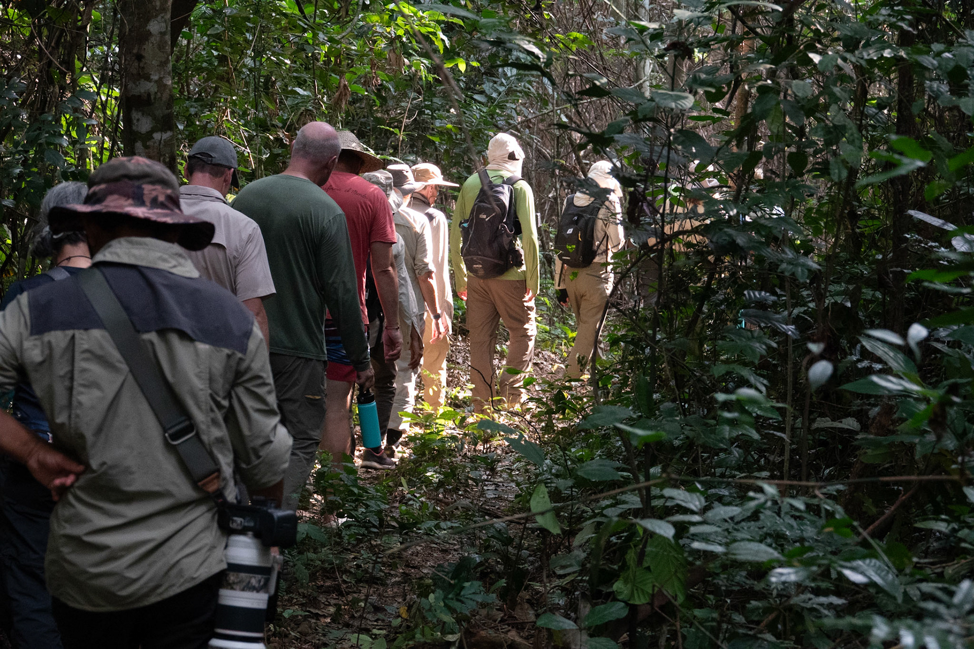 Hiking to see bonobos at Mbou -Mon DRC