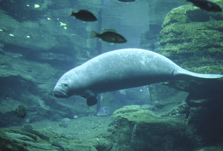 West Indian Manatee