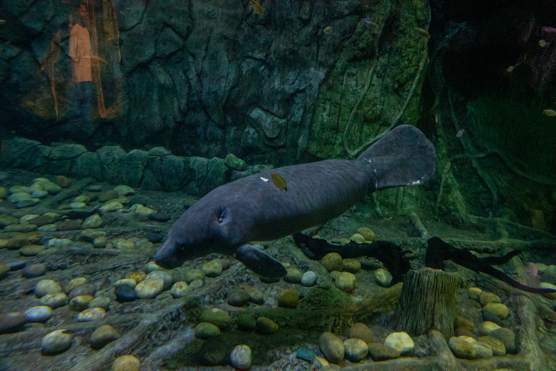 African Manatee